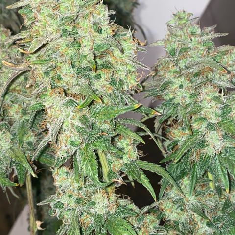 Super Boof XL Auto  growlog timeline photo