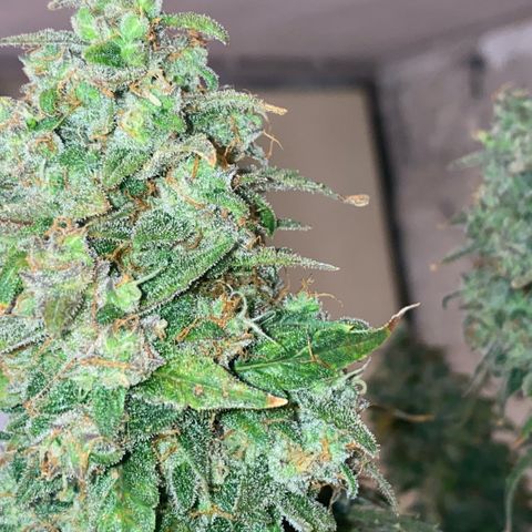 Super Boof XL Auto  growlog timeline photo