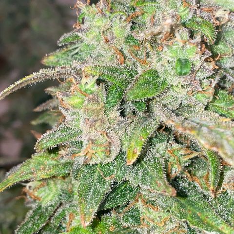 Super Boof XL Auto  growlog timeline photo