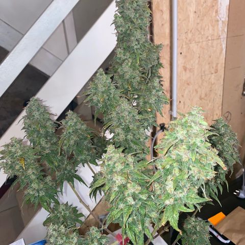 Super Boof XL Auto  growlog timeline photo