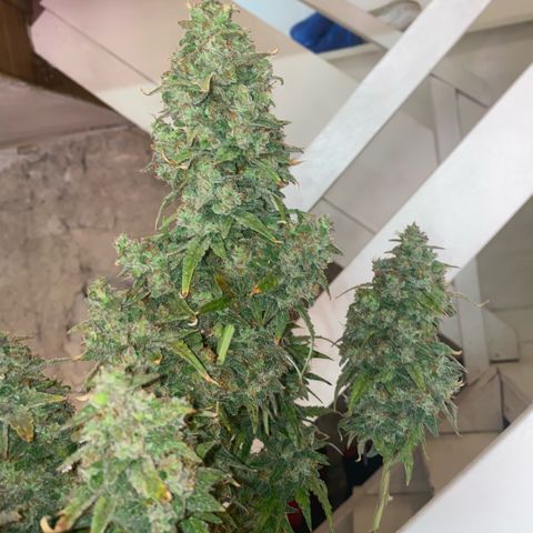 Super Boof XL Auto  growlog timeline photo