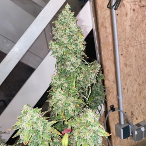 Super Boof XL Auto  growlog timeline photo