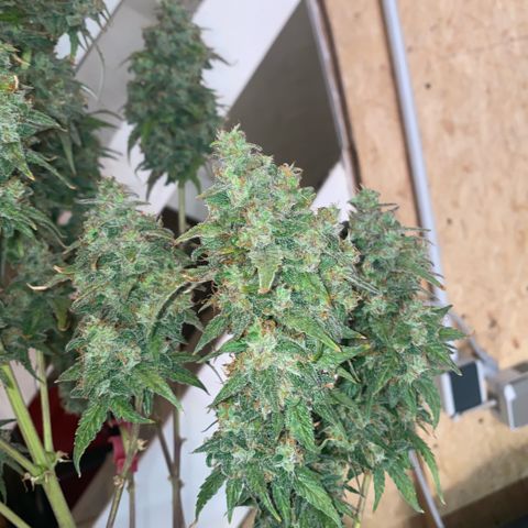 Super Boof XL Auto  growlog timeline photo
