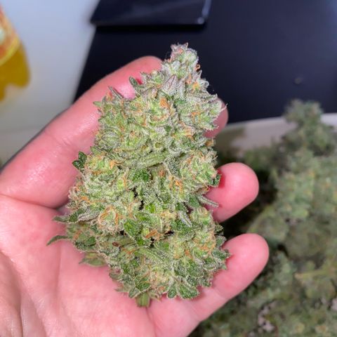 Super Boof XL Auto  growlog timeline photo