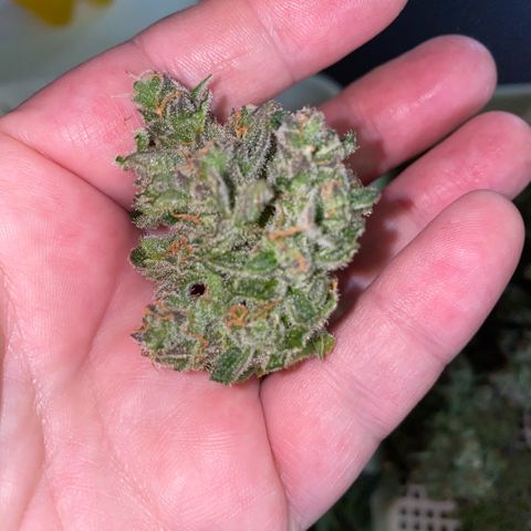 Super Boof XL Auto  growlog timeline photo