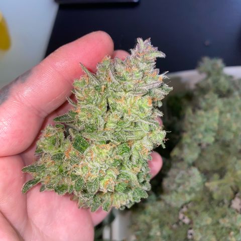 Super Boof XL Auto  growlog timeline photo