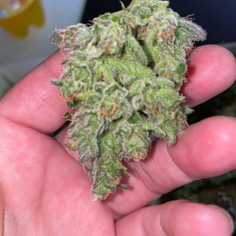 Super Boof XL Auto  growlog timeline photo