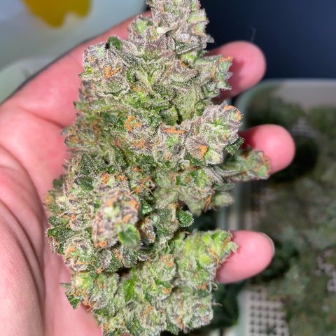 Super Boof XL Auto  growlog timeline photo