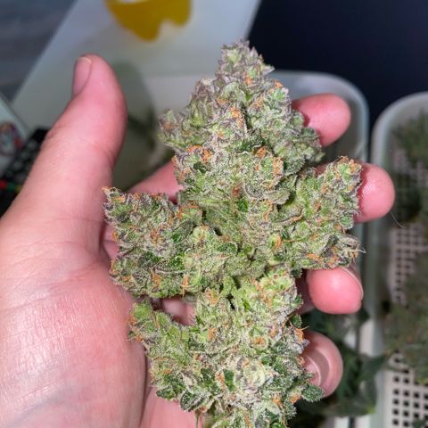 Super Boof XL Auto  growlog timeline photo