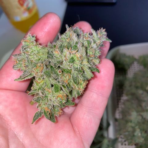 Super Boof XL Auto  growlog timeline photo