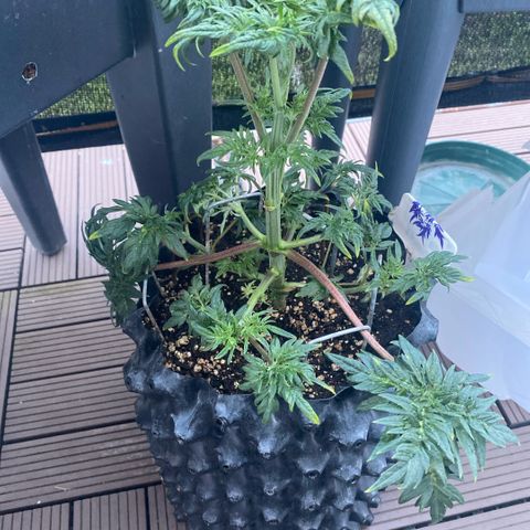 Frostys Little Freak growlog timeline photo