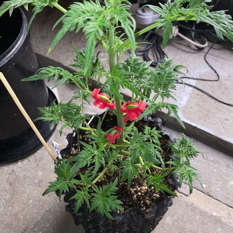 Frostys Little Freak growlog timeline photo