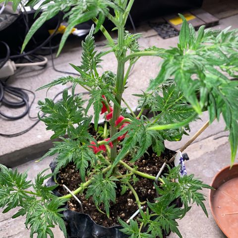Frostys Little Freak growlog timeline photo