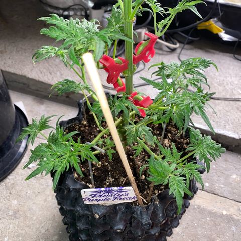 Frostys Little Freak growlog timeline photo