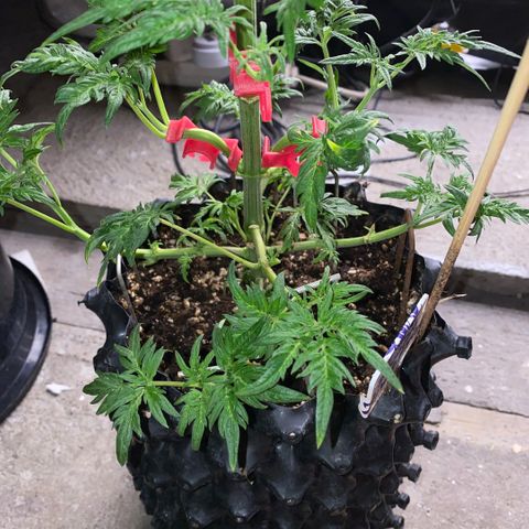 Frostys Little Freak growlog timeline photo