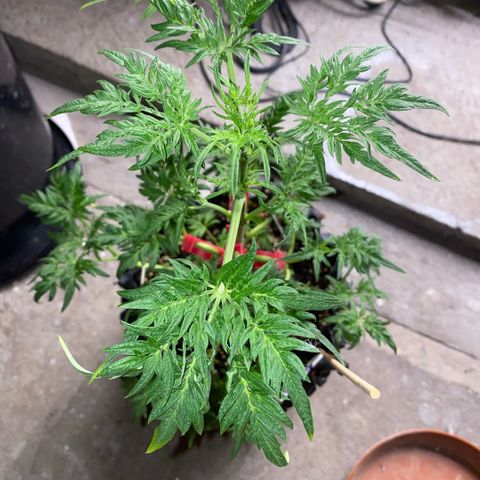 Frostys Little Freak growlog timeline photo