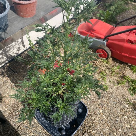 Frostys Little Freak growlog timeline photo