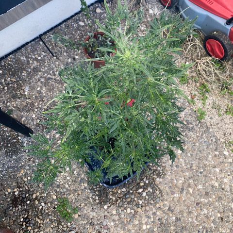 Frostys Little Freak growlog timeline photo