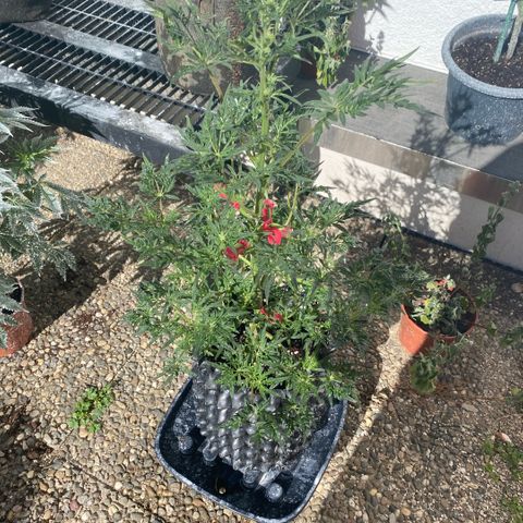 Frostys Little Freak growlog timeline photo