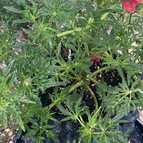 Frostys Little Freak growlog timeline photo