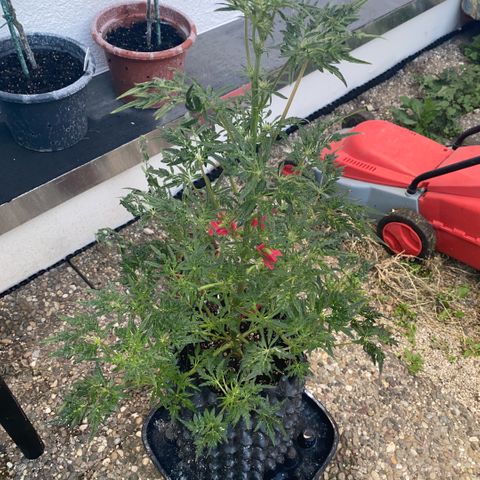 Frostys Little Freak growlog timeline photo