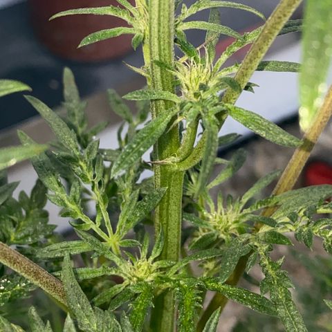 Frostys Little Freak growlog timeline photo