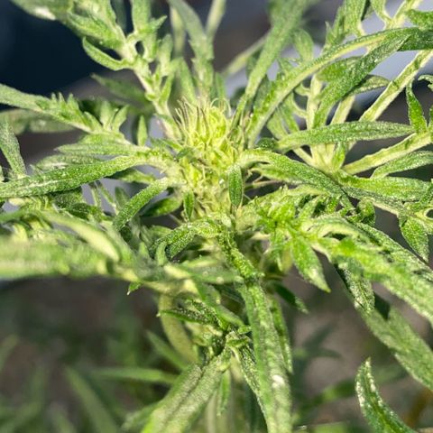Frostys Little Freak growlog timeline photo