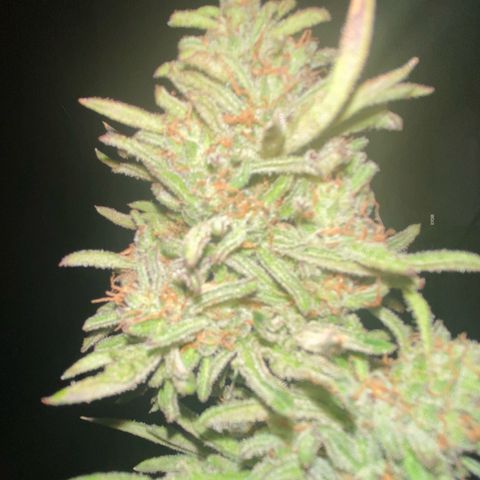 Frostys Little Freak growlog timeline photo