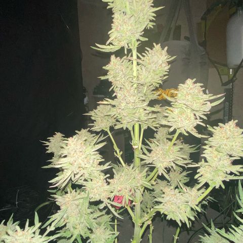 Frostys Little Freak growlog timeline photo