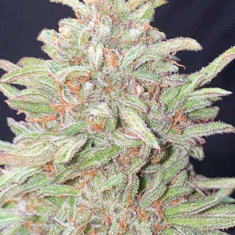 Frostys Little Freak growlog timeline photo