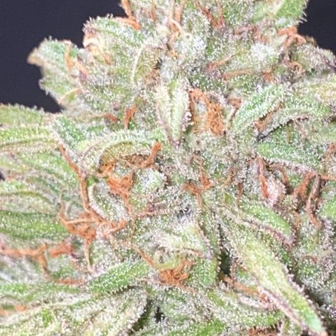 Frostys Little Freak growlog timeline photo