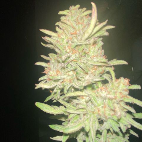 Frostys Little Freak growlog timeline photo