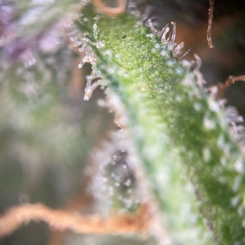 Frostys Little Freak growlog timeline photo