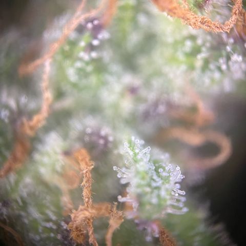 Frostys Little Freak growlog timeline photo