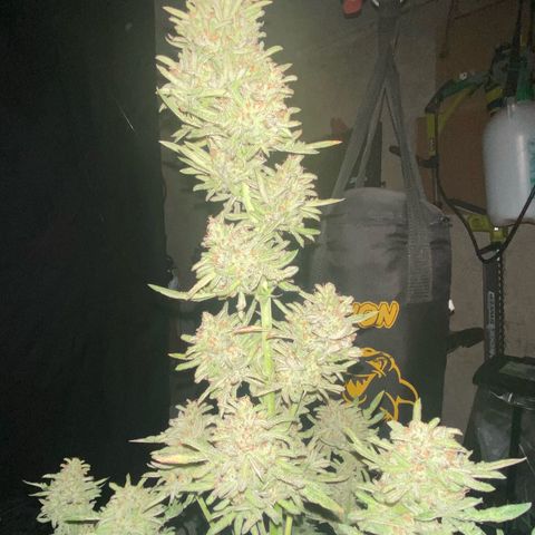 Frostys Little Freak growlog timeline photo