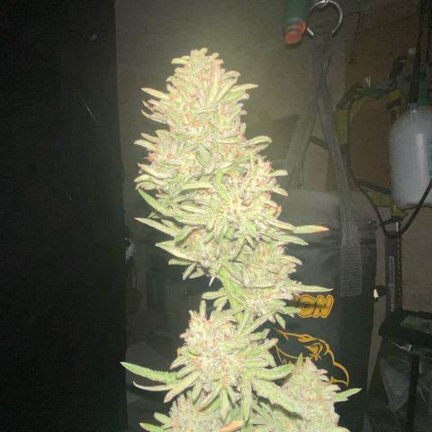 Frostys Little Freak growlog timeline photo