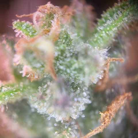 Frostys Little Freak growlog timeline photo