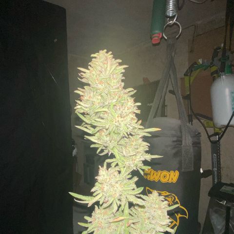 Frostys Little Freak growlog timeline photo