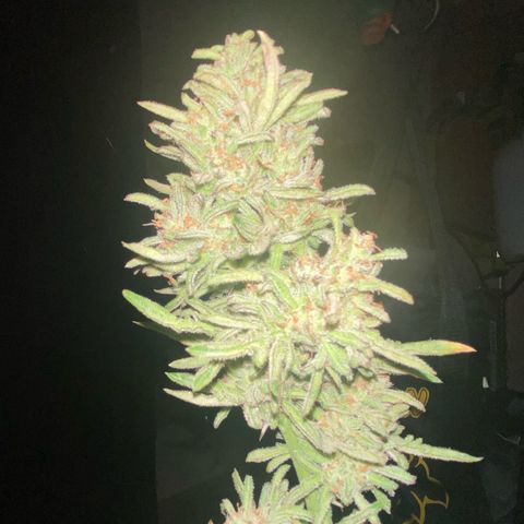 Frostys Little Freak growlog timeline photo