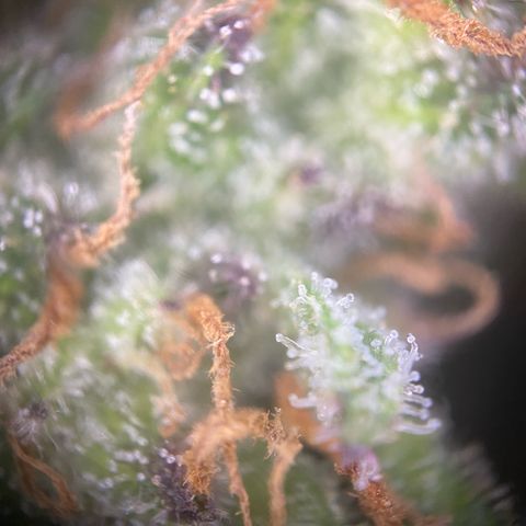 Frostys Little Freak growlog timeline photo