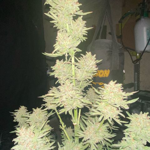 Frostys Little Freak growlog timeline photo