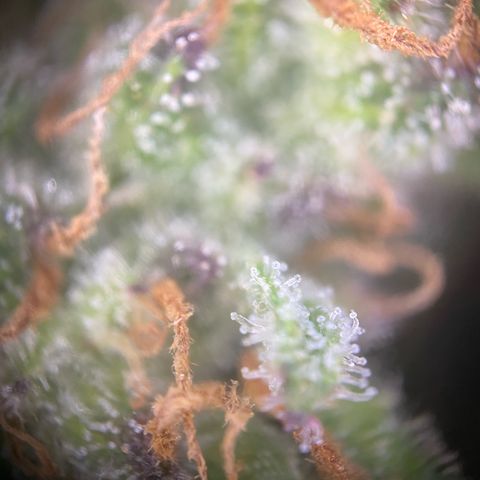 Frostys Little Freak growlog timeline photo