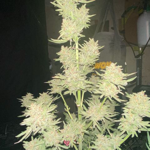 Frostys Little Freak growlog timeline photo