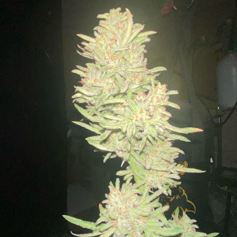 Frostys Little Freak growlog timeline photo