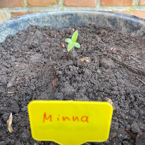 Minna growlog timeline photo