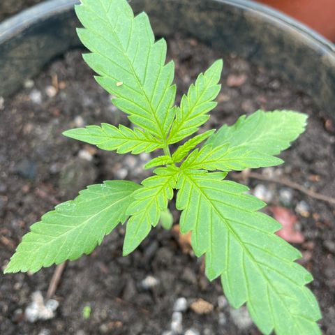 Minna growlog timeline photo