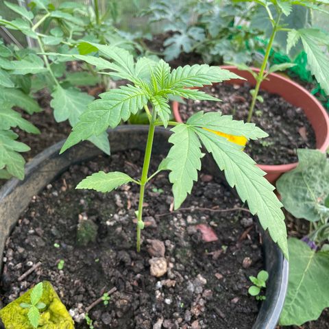 Minna growlog timeline photo
