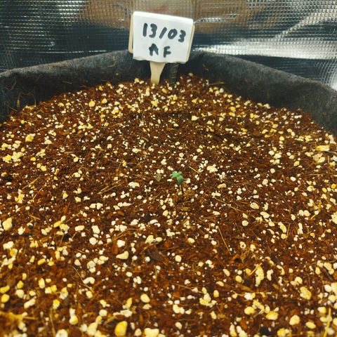 Apple Fritter  growlog timeline photo