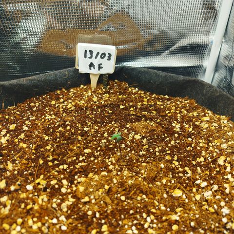 Apple Fritter  growlog timeline photo