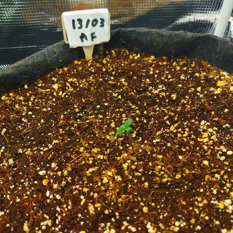 Apple Fritter  growlog timeline photo
